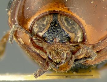 Media type: image;   Entomology 9291 Aspect: head frontal view